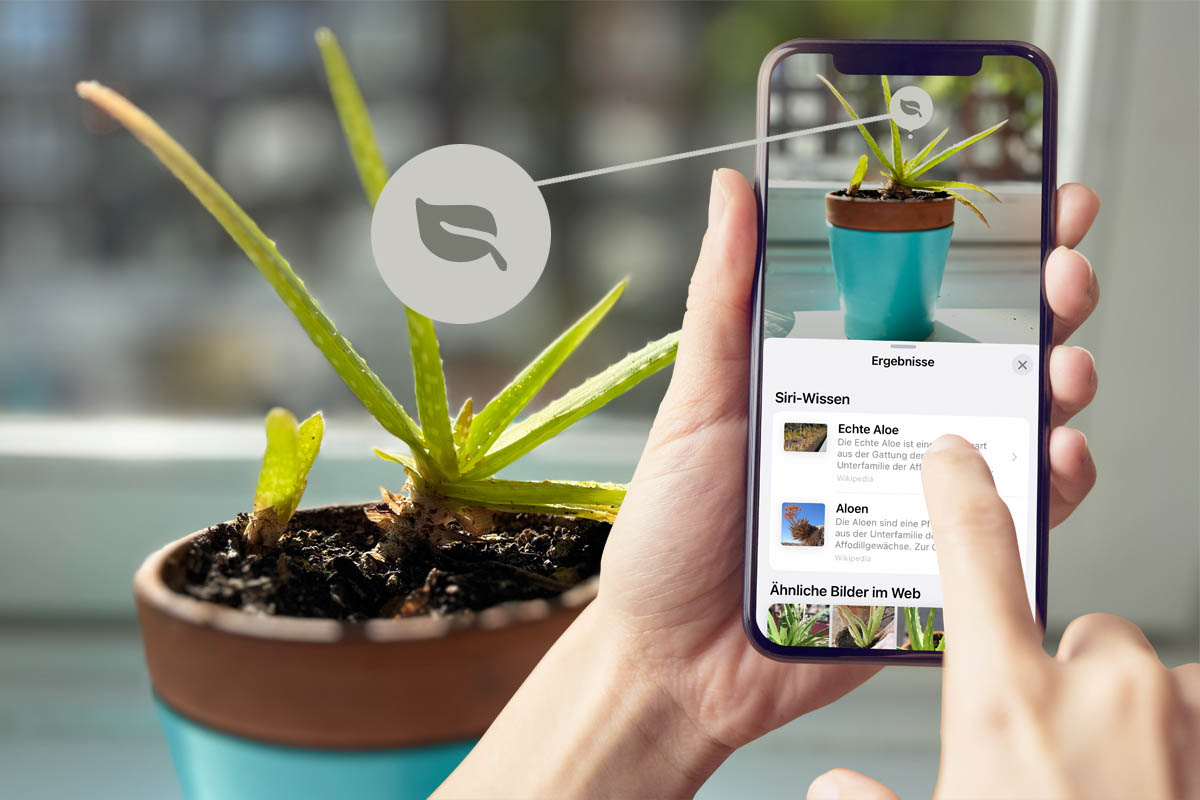 iPhone erkennt Pflanze per App und Kamera