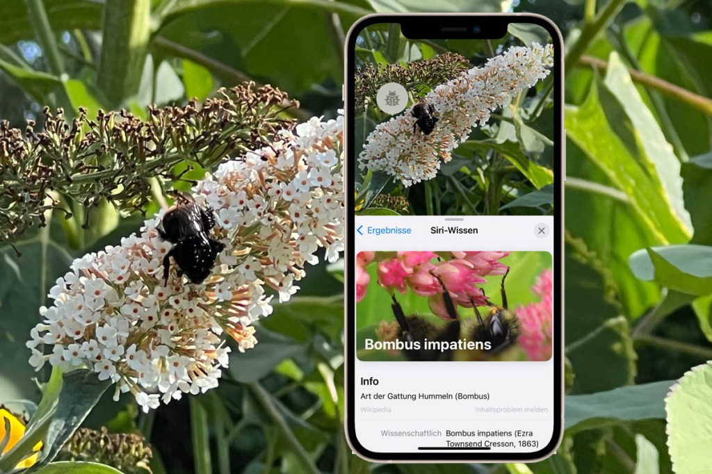 iPhone erkennt Käfer auf Pflanze