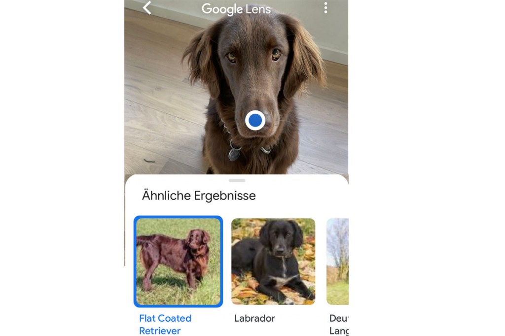 Google Lens Tiere erkennen