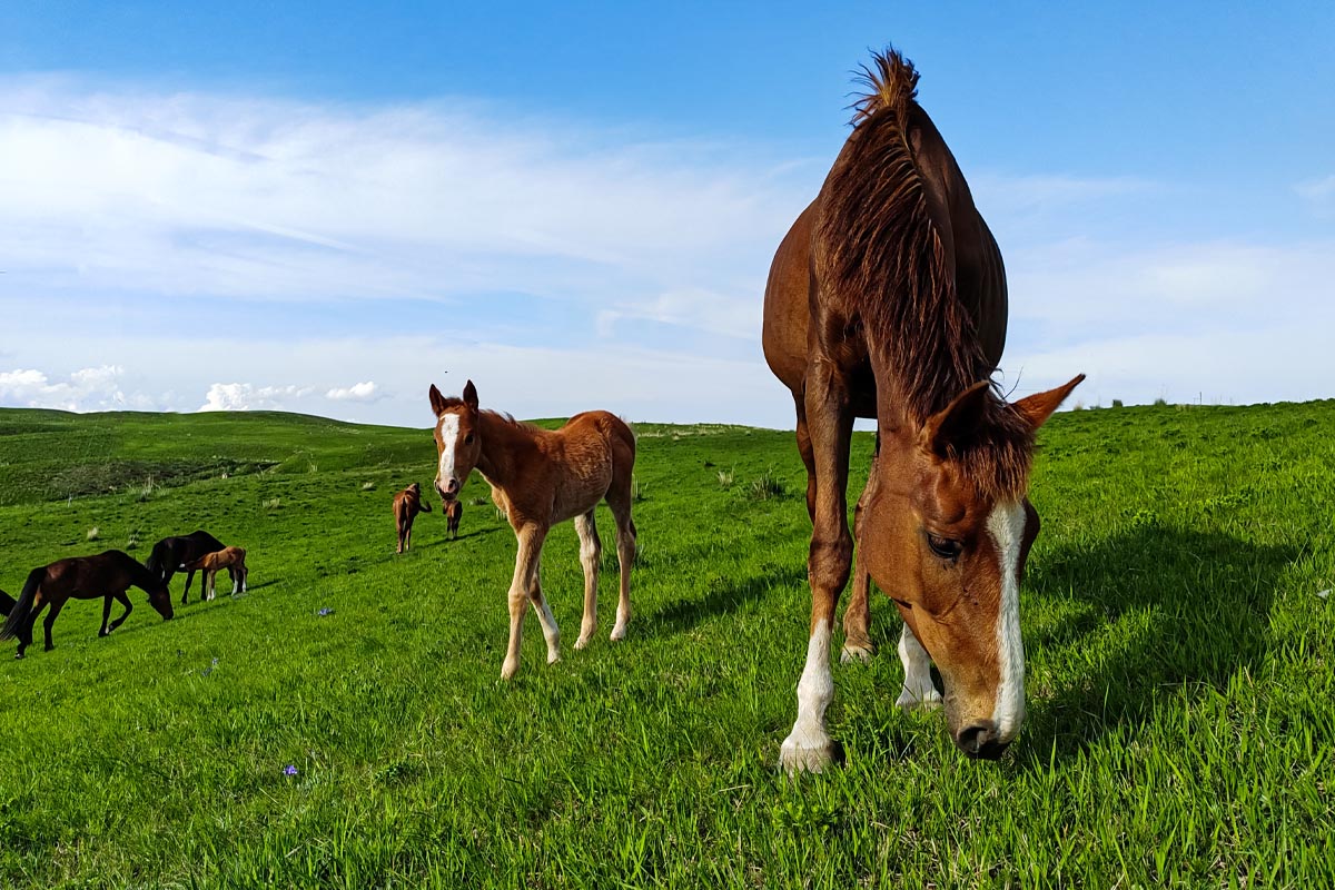 EIne grüne Weide mit braunen Pferden und einem Fohlen.