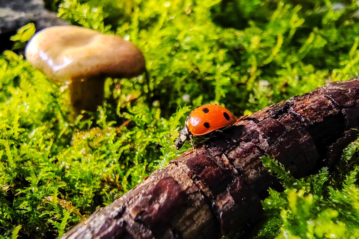 Eine Makroaufname eines Marienkäfers auf einem Ast am Waldboden.