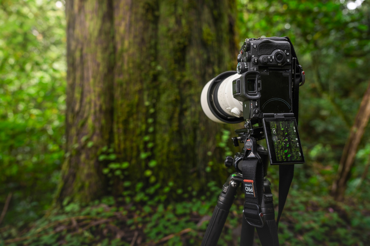Auf Stativ stehende Sony Alpha 7R V Kamera mit großem weißen Objektiv in Wald