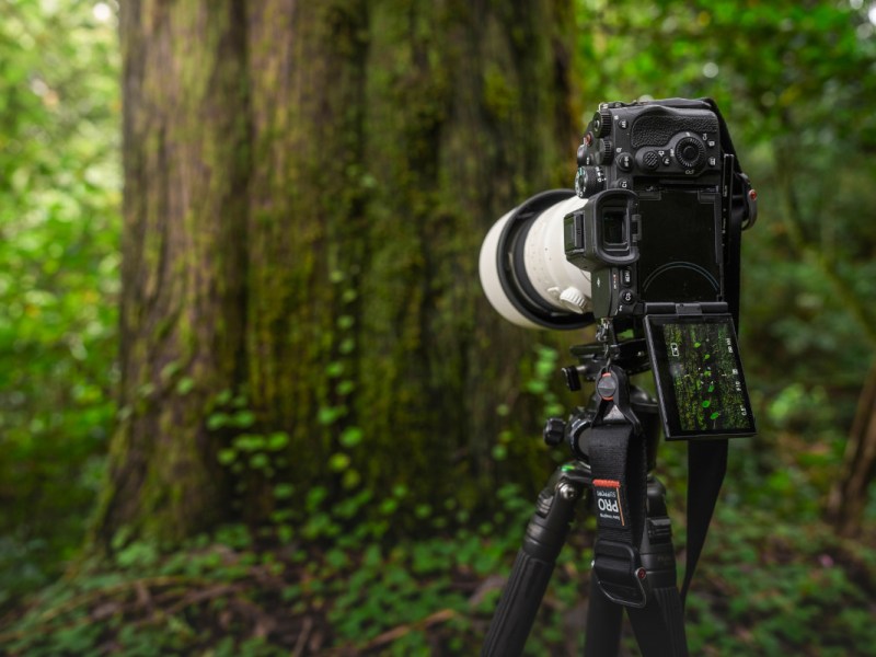Auf Stativ stehende Sony Alpha 7R V Kamera mit großem weißen Objektiv in Wald