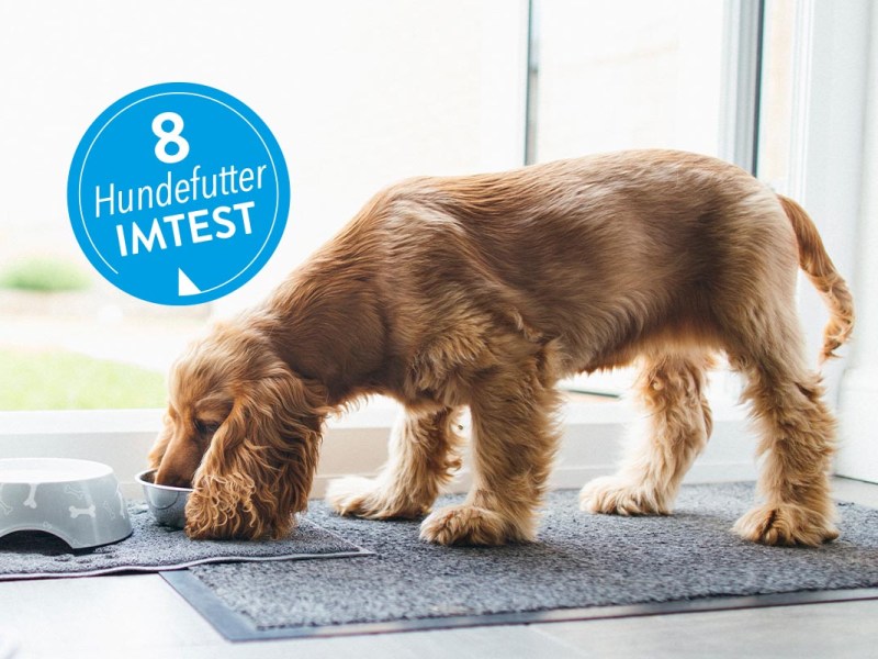 Hundefutter im Test: Das groÃŸe Fressen