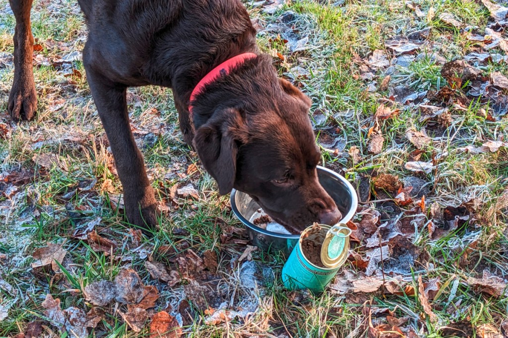 Brauner Hund frisst Futter aus Napf auf Wiese
