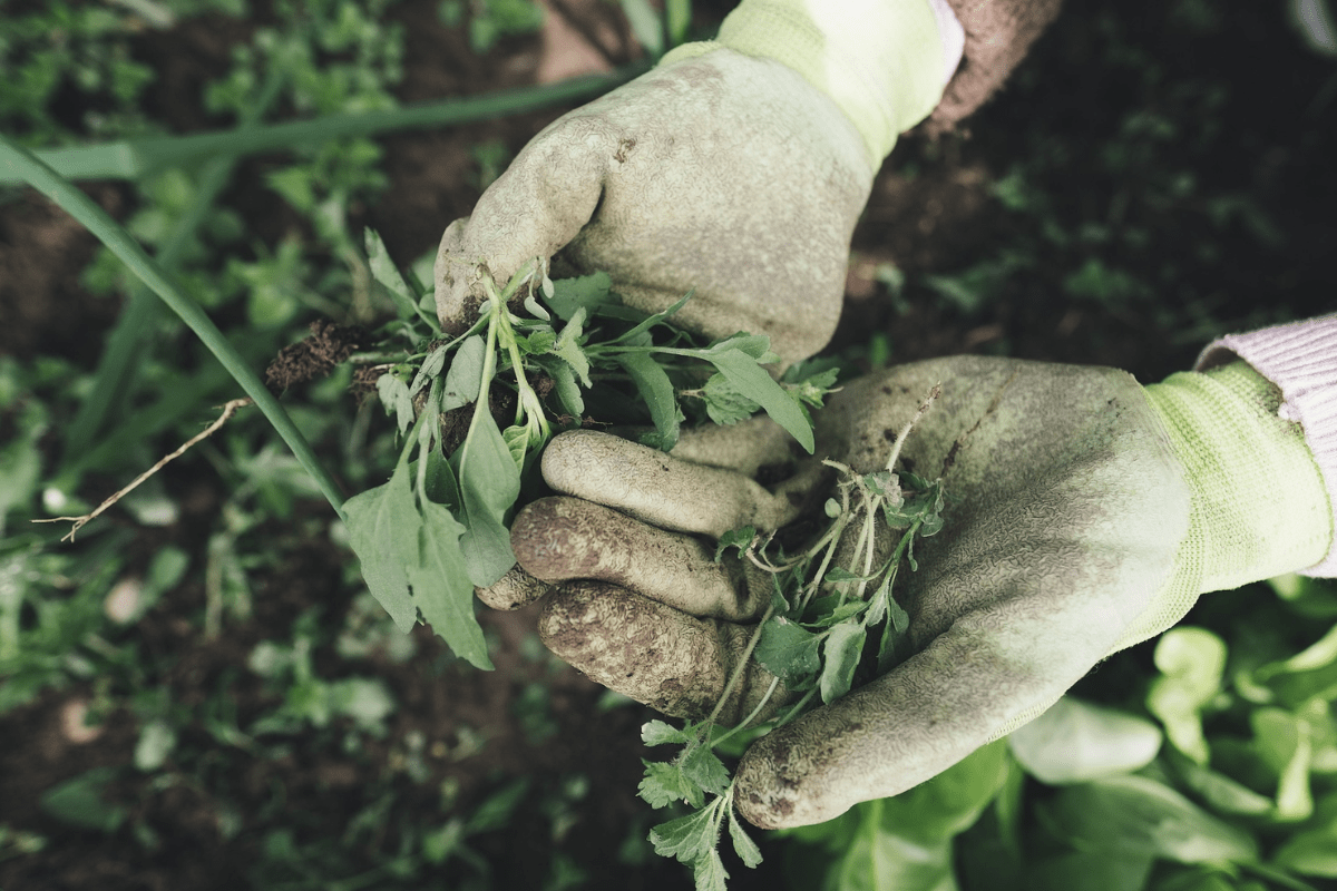Gartenarbeit mit Handschuhen