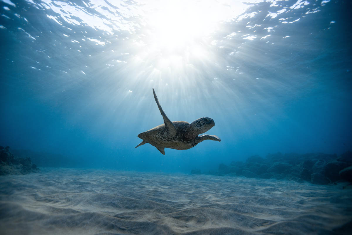 Eine Meeresschildkröte taucht durch blaues Wasser.