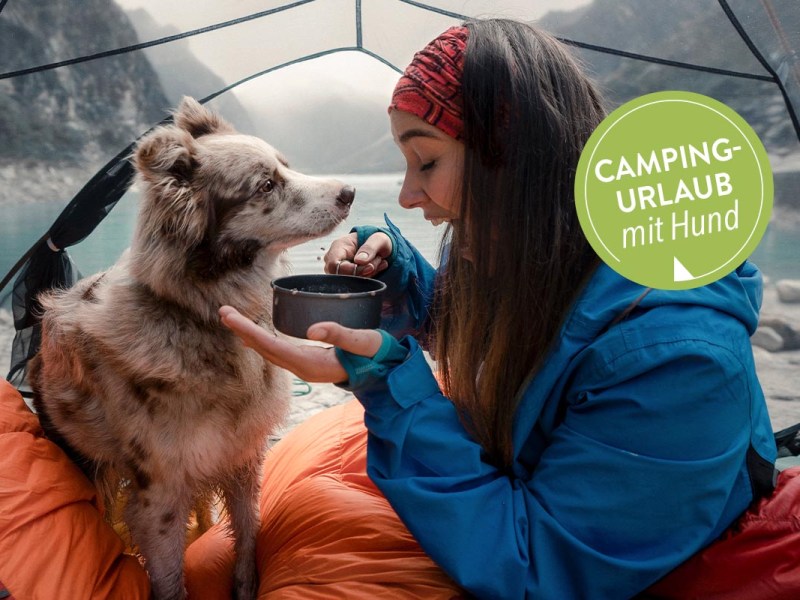 Camping mit Hund: Tipps und Zubehör für einen schönen Urlaub