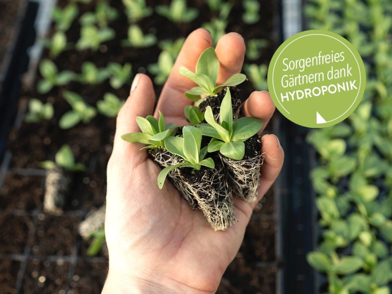Hydroponik: Darum setzen Pflanzenprofis auf die schlauen Systeme