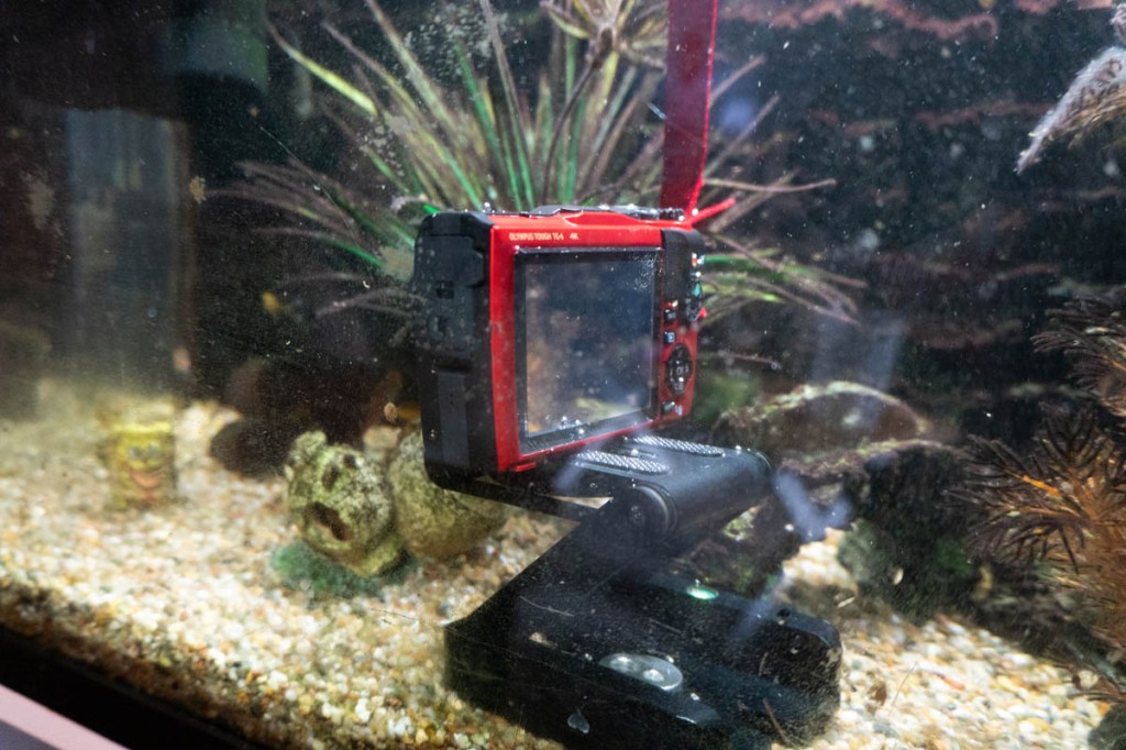 Die Olympus Tpuch in einem Aquarium