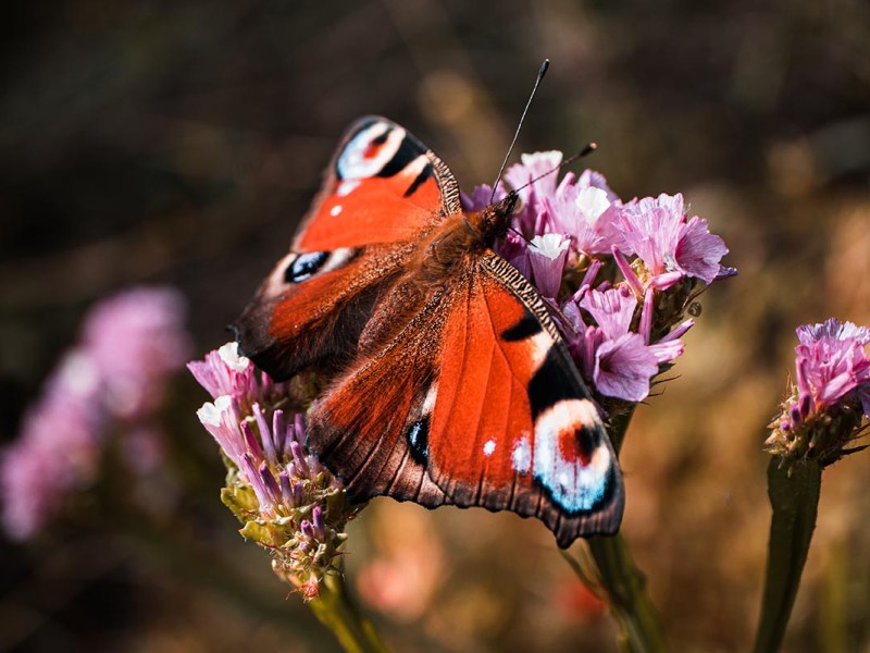 Ein Schmetterling sitzt auf einer Blume.