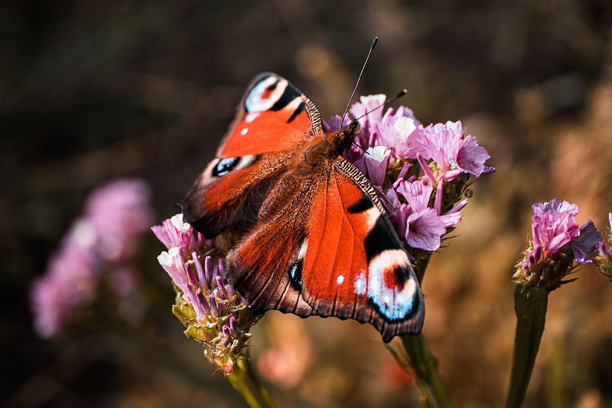 Ein Schmetterling sitzt auf einer Blume.