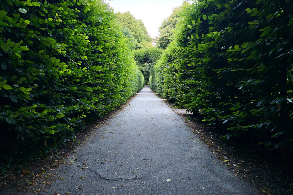 weg durch den Park mit hohen Büschen