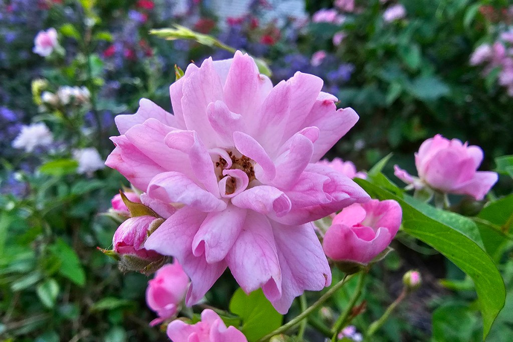 Nahaufnahme einer Blüte in Pink
