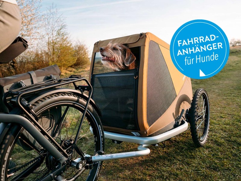 Hund in einem Fahrrad-Anhänger auf einer Wiese.