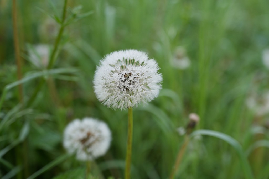 Pusteblume