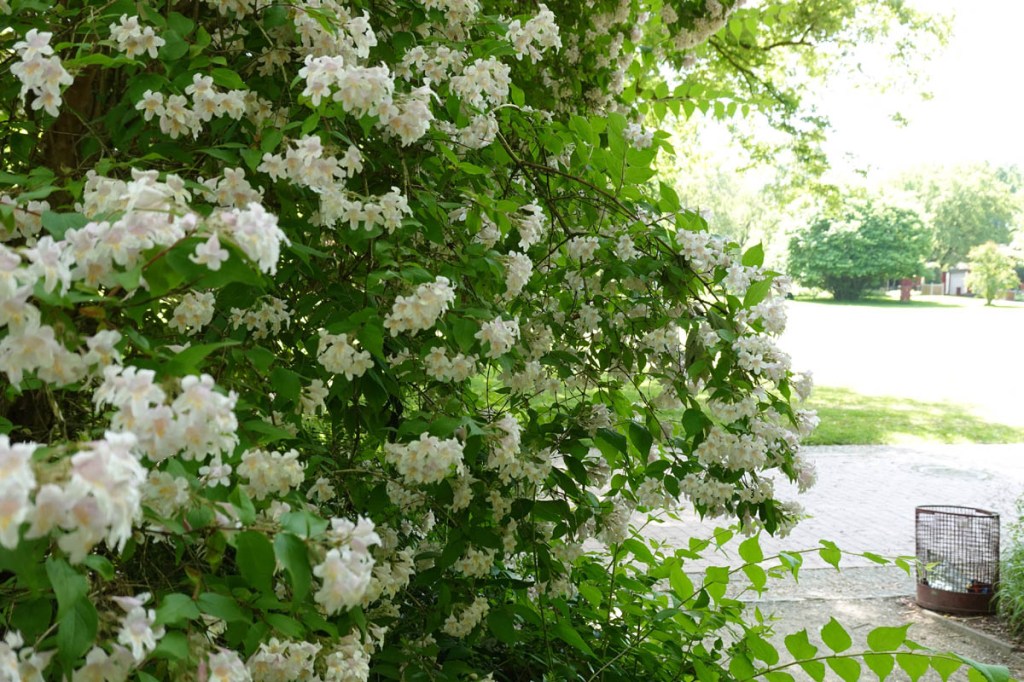 Aufnahme eines blühenden Busches mit weißen Blüten, das auf der linken Seite überbeleichtet ist.