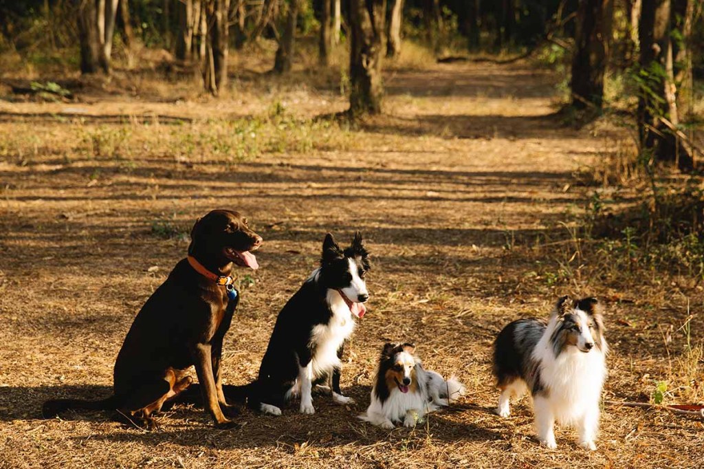 Hunde stehen auf einem Waldweg.