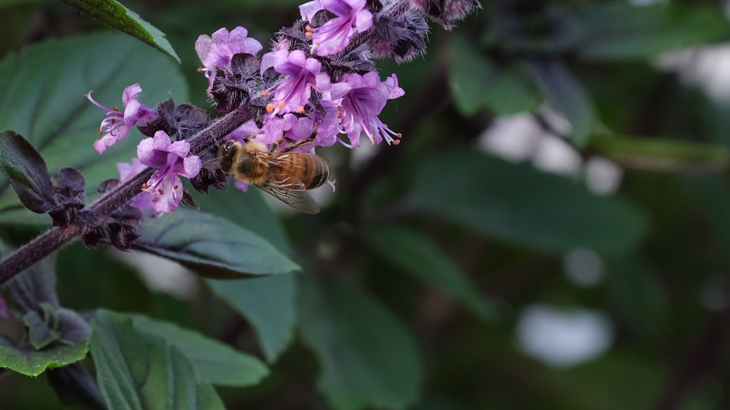 Biene auf einer Blüte