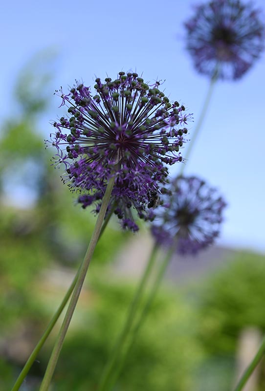 Blume in einer Wiese.