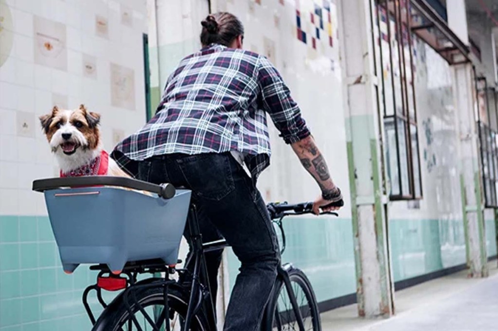 Fahrradfahrer von hinten, auf seinem Gepäckträger ist ein Hund in einem Hundekorb