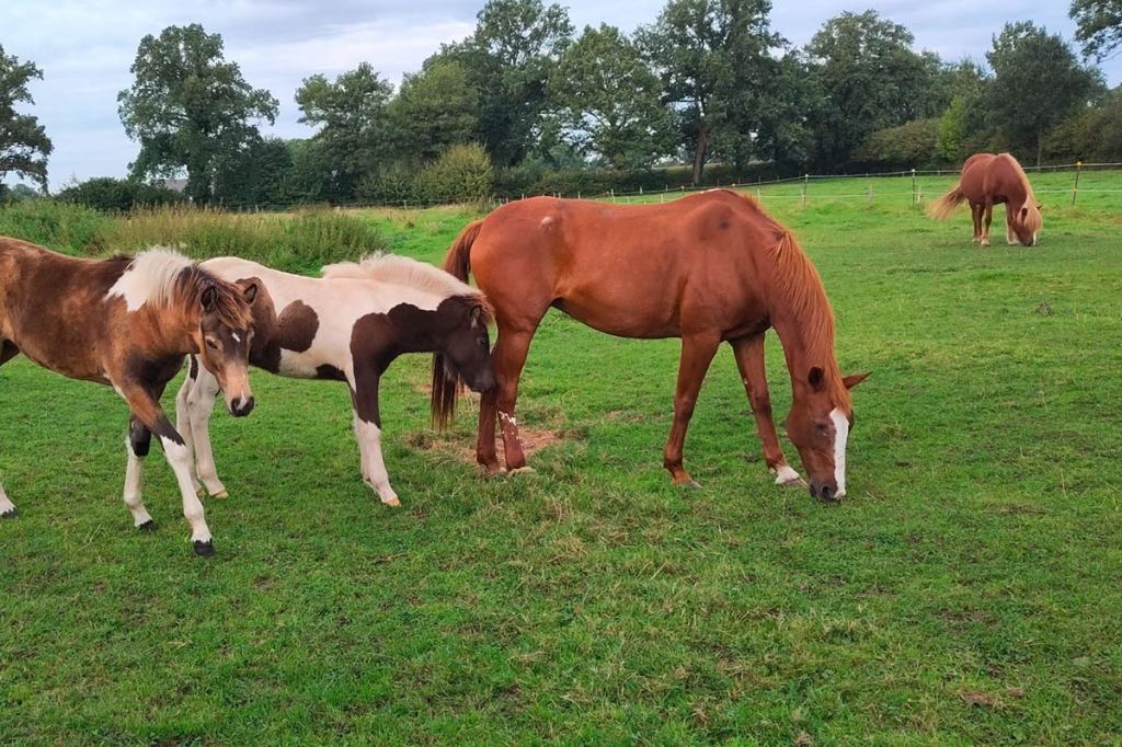 Ein Bild das vier Pferde auf einer grünen Wiese zeigt.