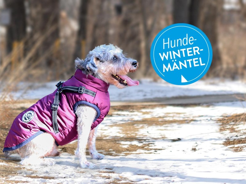 Hundemäntel im Winter: 5 Modelle für die Fellnasen