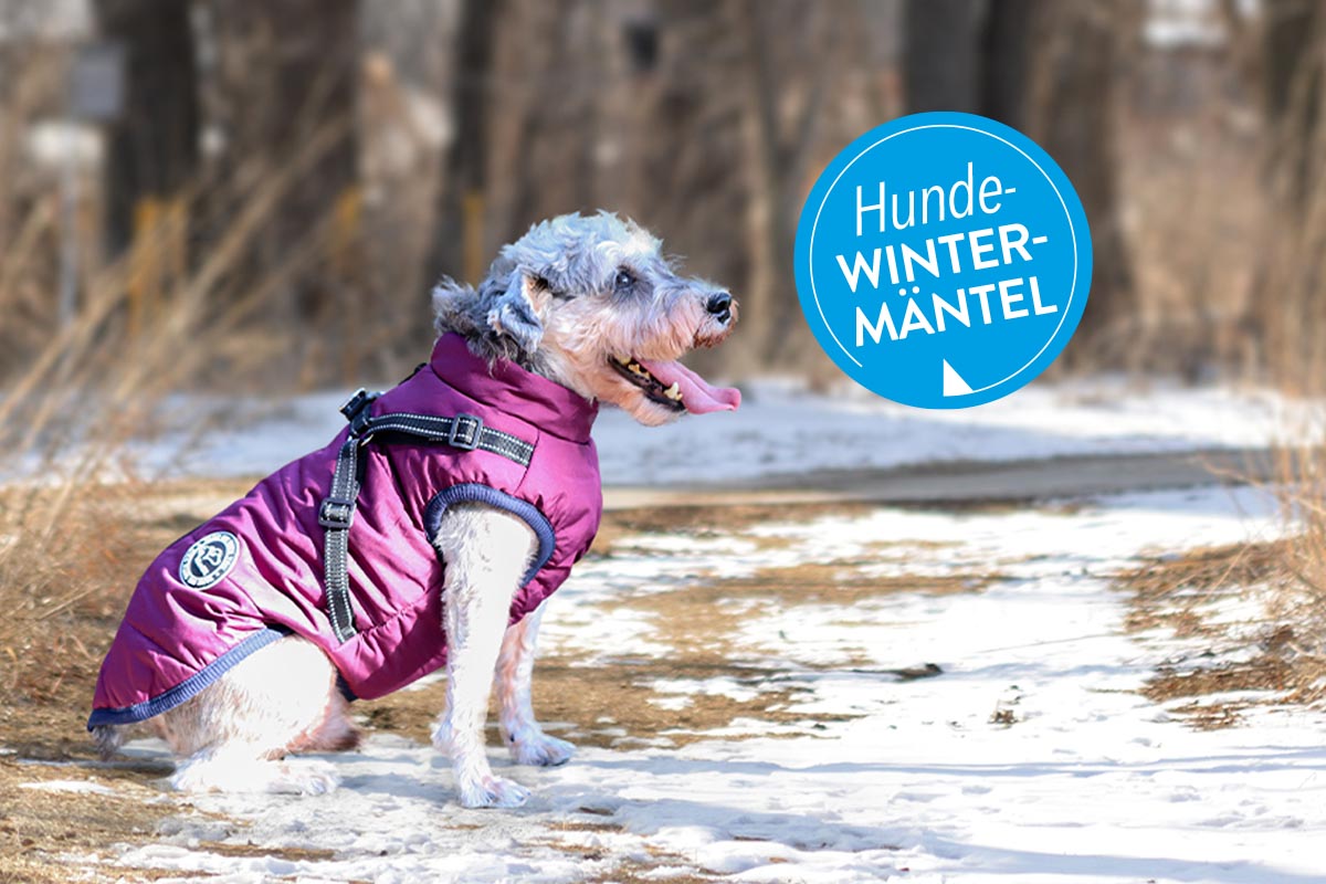 Hund mit Wintermantel auf Schnee sitzend.