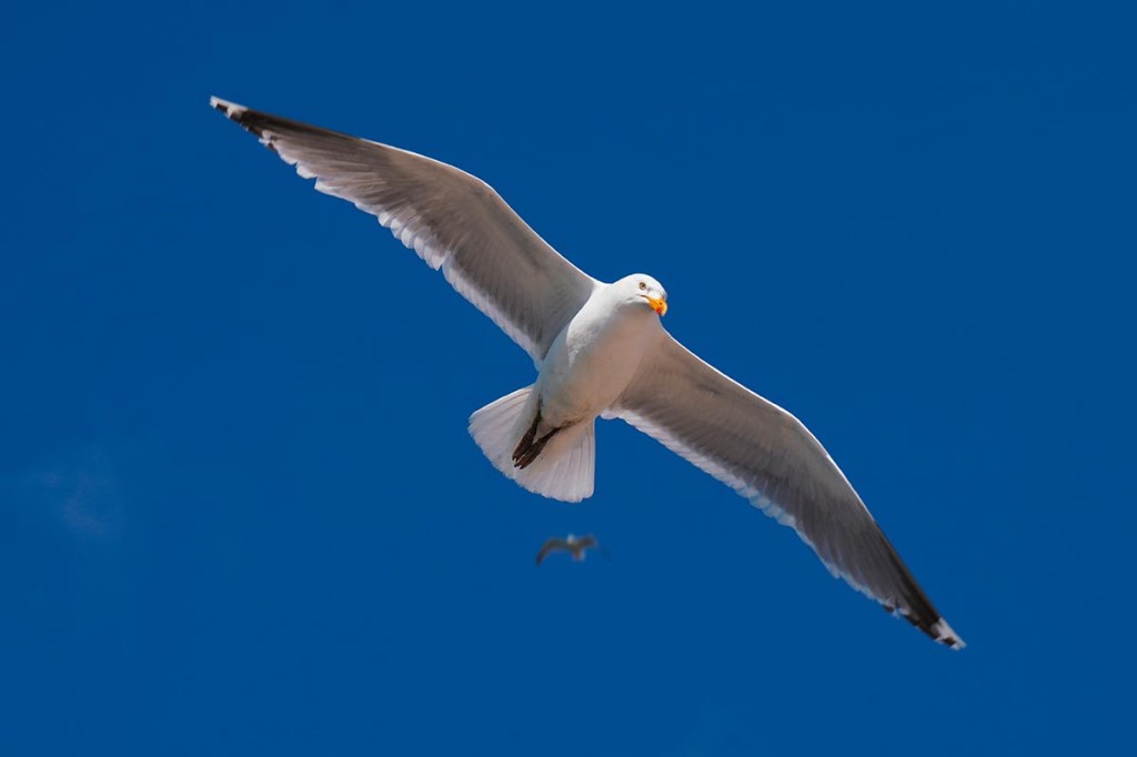 Fliegende Möwe im blauen Himmel.