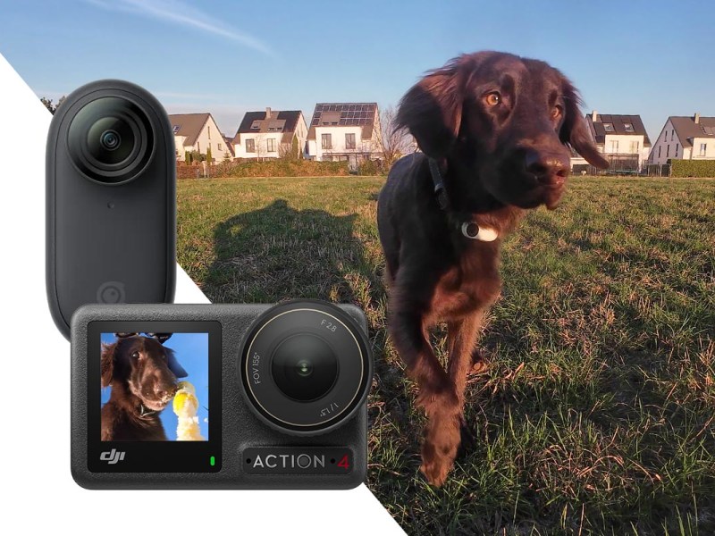 Action-Cams für Hunde, Katzen & Co.: Filmen auf vier Pfoten
