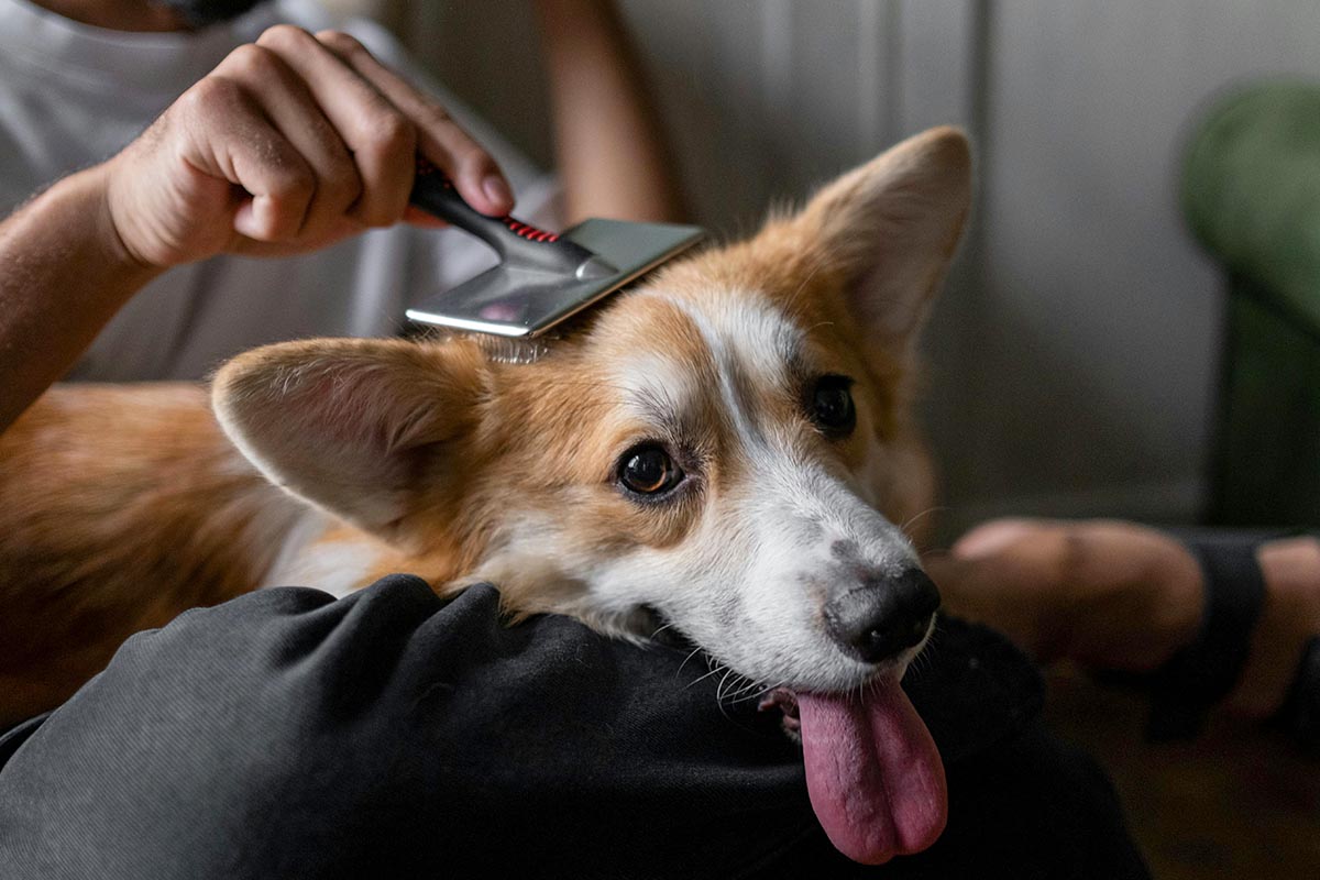 Liegender Hund, der gebürstet wird.