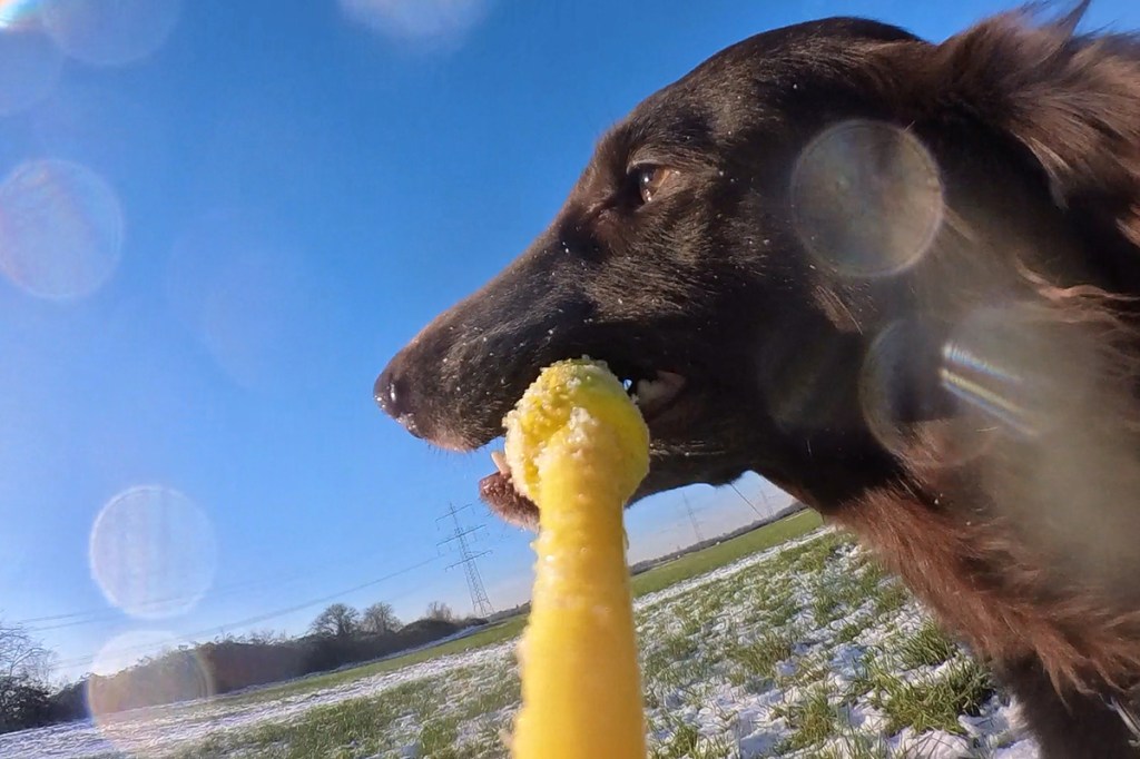 Hund beim Aportieren