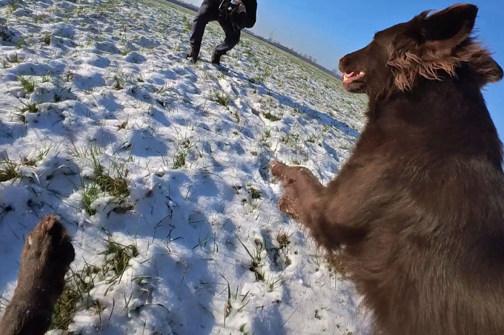 Insta360 Go für Hund