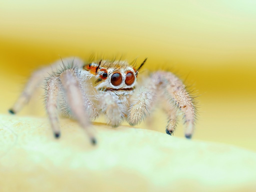 Makro Aufnahme einer Spinne