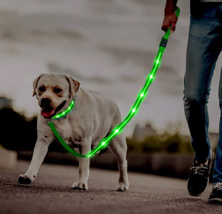 Eine Hund mit einem LED-Halsband und einer LED-Leine.