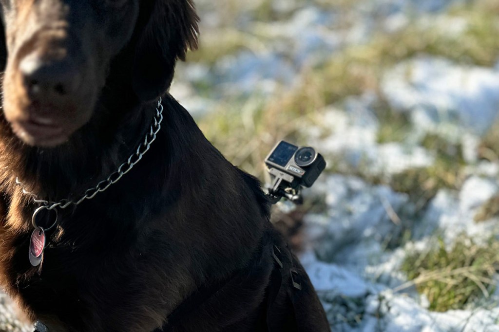 Hundegeschirrhalterung für Action Cams