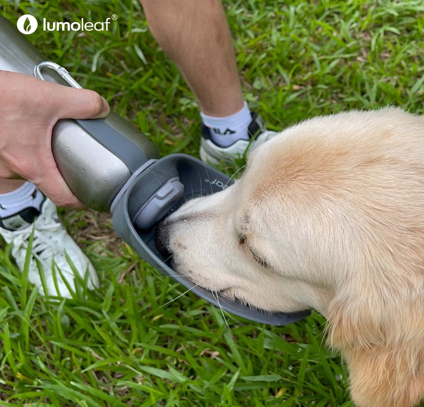 Ein Hund trinkt aus einer einem Behälter mit Wasser aus einer Edelstahlflasche.