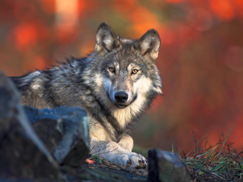 Wolf Porträt in einer Landschaft