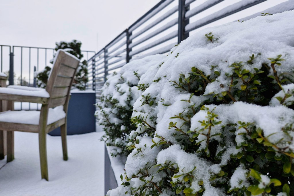 Foto von einem Busch und einem Gartenstuhl bedeckt mit Schnee.