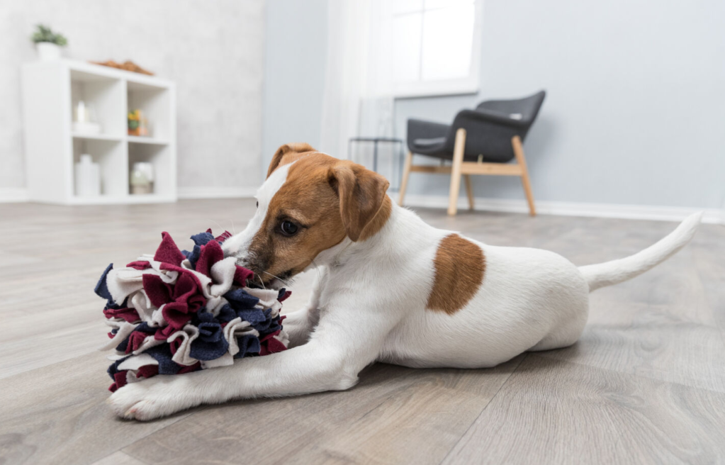 Ein Jack Russell spielt mit dem Schnüffelball von Trixie.