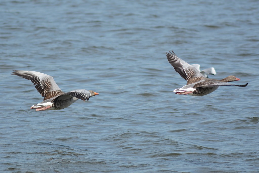 Zwei Graugänse im Flug, im Hintergrund ist Wasser zu sehen.