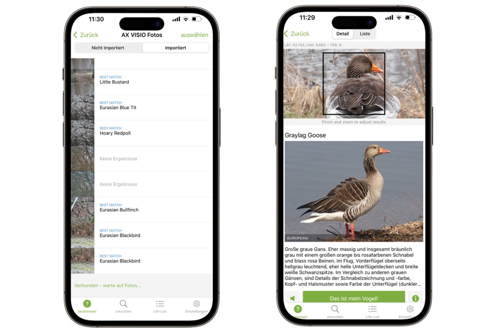2 Screenshots aus der Vogelbeobachtungs-App Merlin Bird ID. Zu sehen sind eine Foto-Liste und das Porträt einer Graugans.