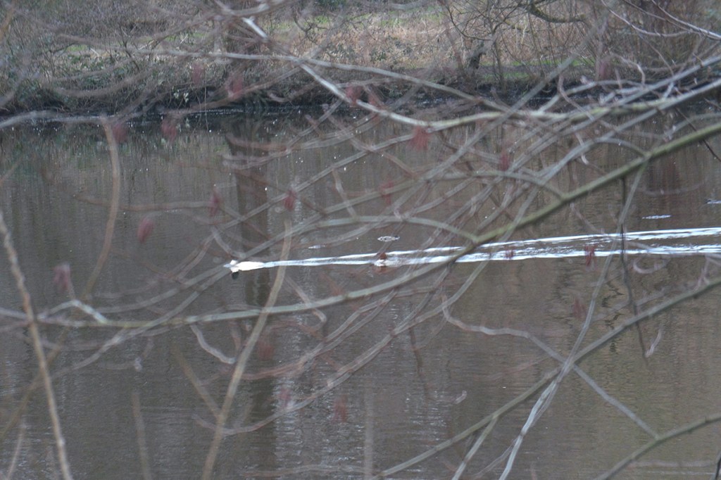 Foto von unscharfen Wasservögeln, hinter Ästen.