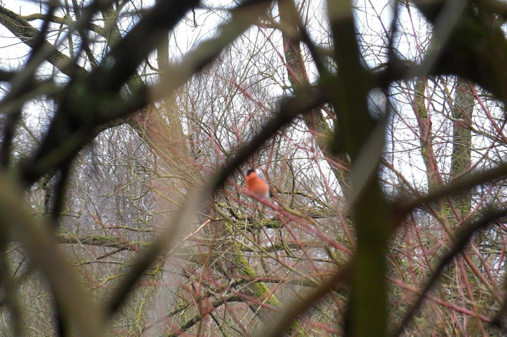 Unscharfes Foto eines orangen Singvogels, durch Äste hindurch fotografiert.