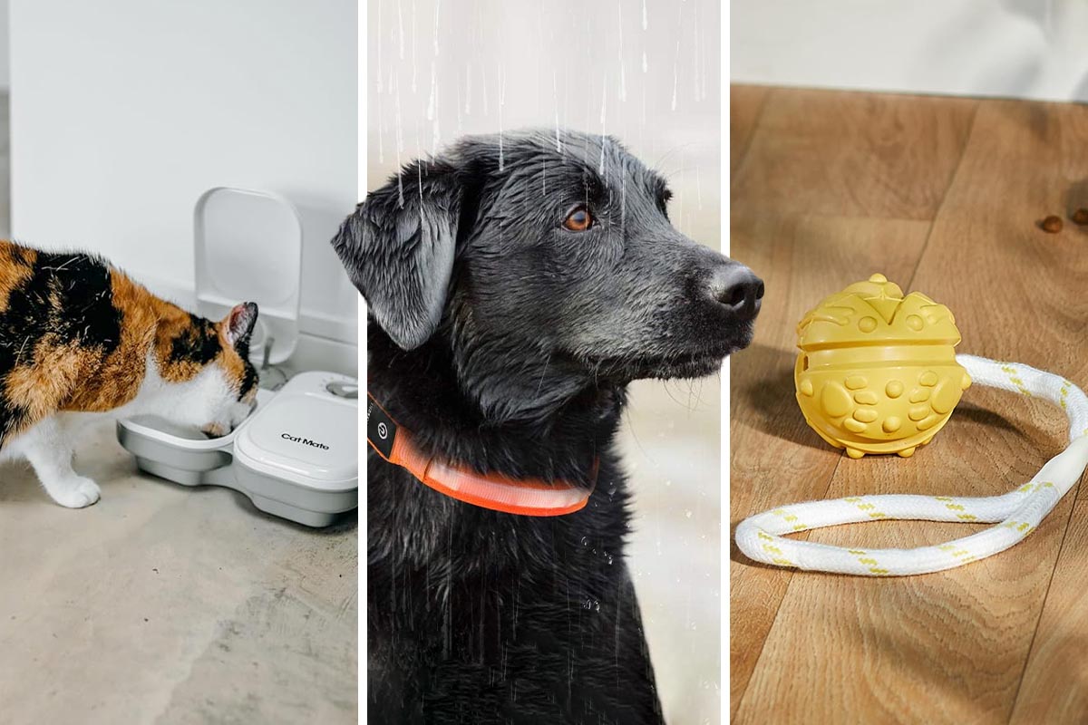 Hund, Katze und ein Spielball auf einem dreigeteiltem Bild.