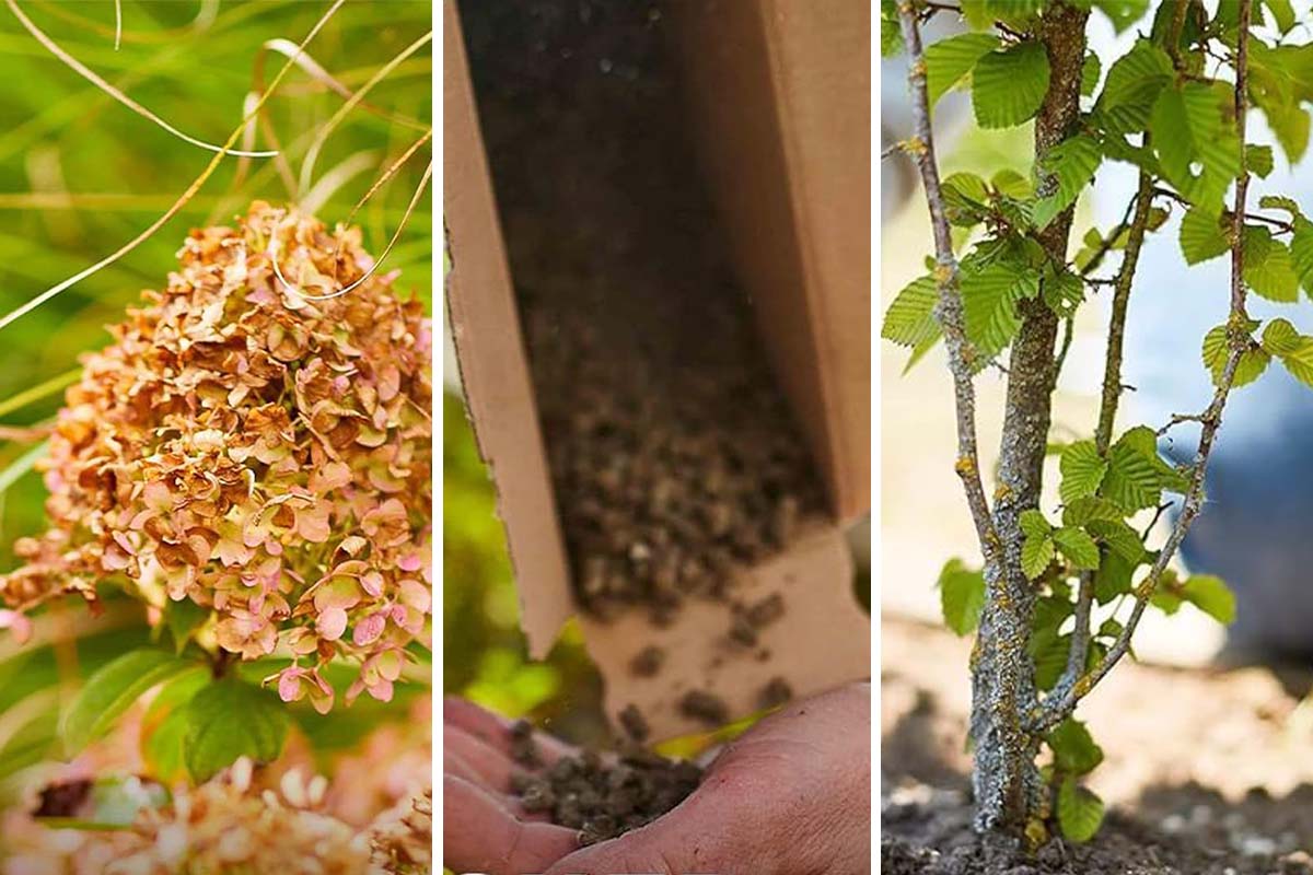 Dreigeteiltes Bild: links Nahaufnahme Blüte Hortensie, Mitte: Hand mit Düngergranulat, rechts kleines Buchenbäumchen