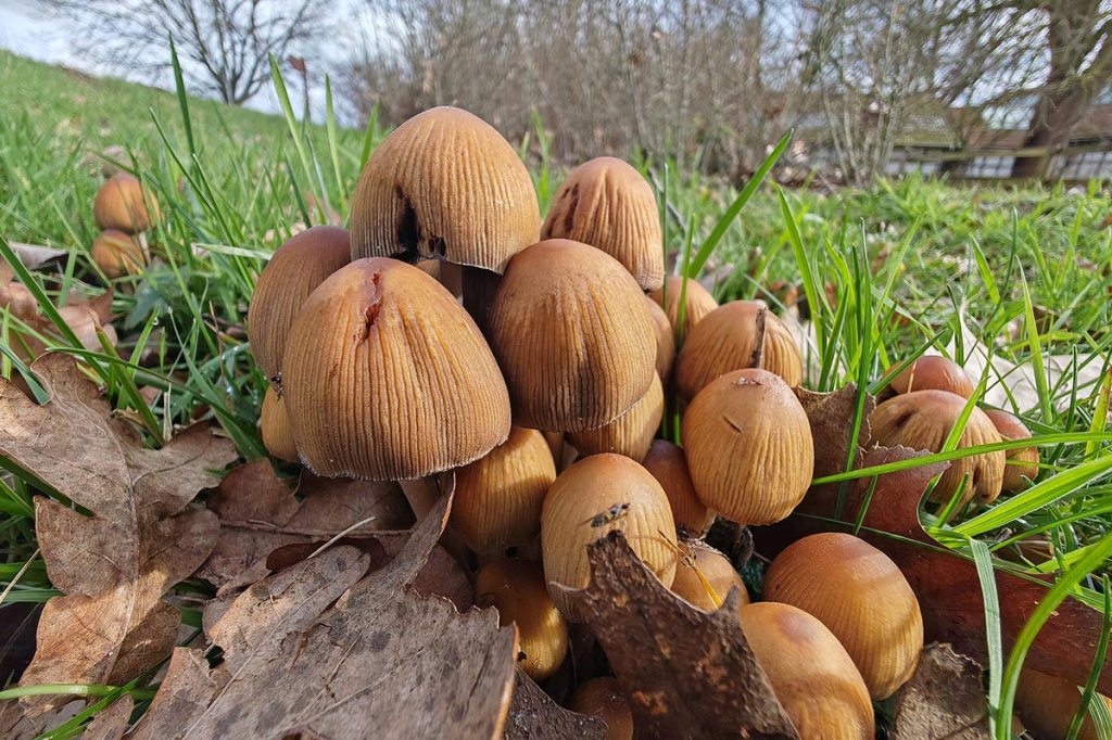 Kleine braune Pilze in der Nahaufnahme.