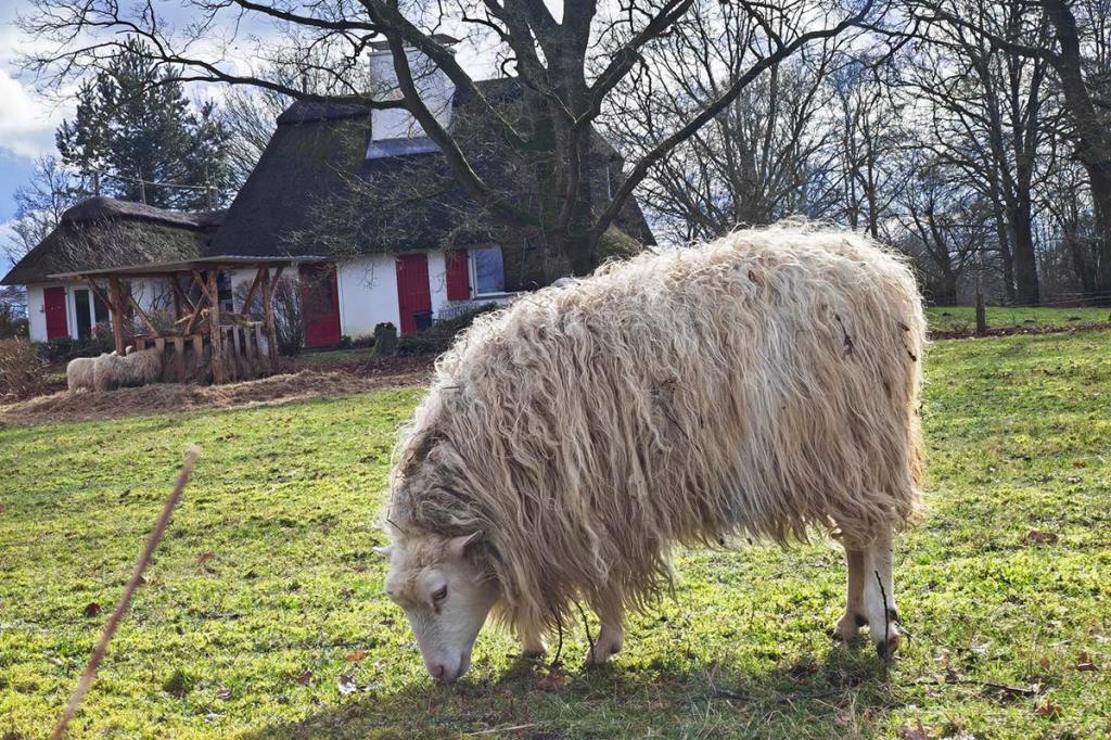 Ein Schaf auf einer Wiese, und dahinter ein Haus.