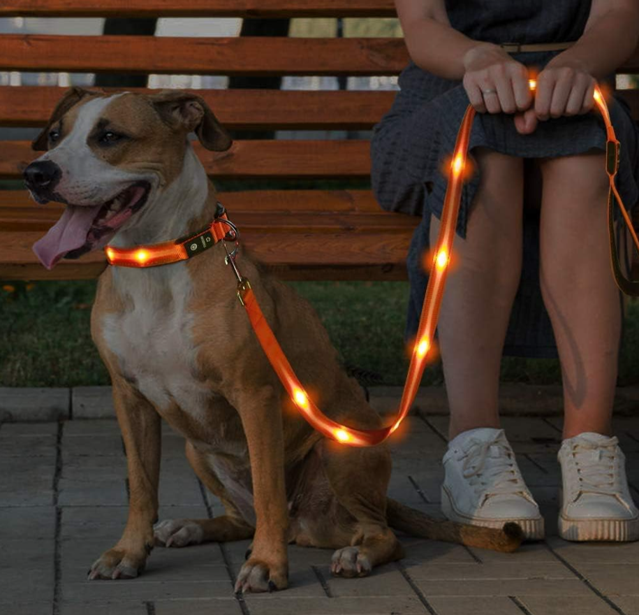 EIn Hund mit einem leuchtenden Hundehalsband von Masbrill.