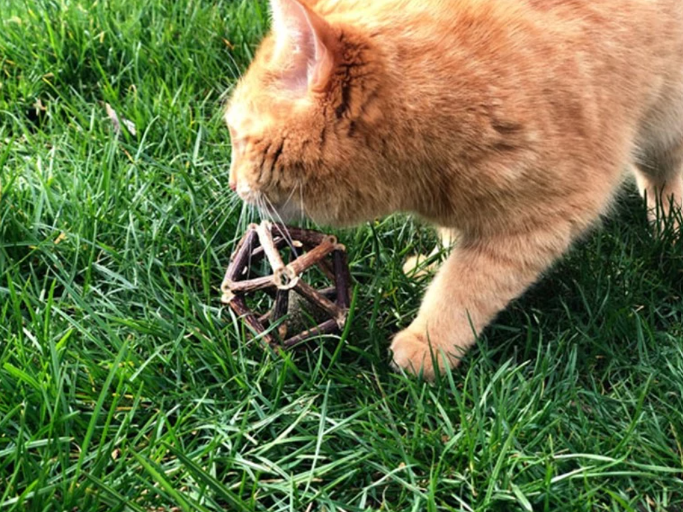 Eine Fuchsfarbige Katze mit einem Ball im Gras.